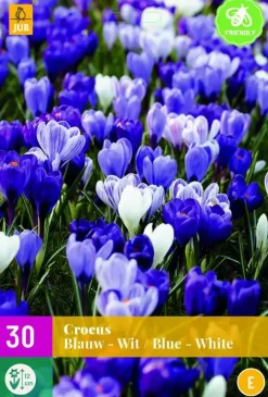 Crocus blauw/wit 30 krokusbollen