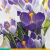 Crocus blauw/wit mix 10 krokusbollen