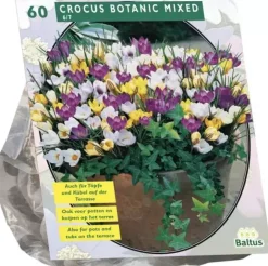 Crocus botanisch mix 60 stuks