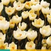 Crocus Cream Beauty 15 krokusbollen