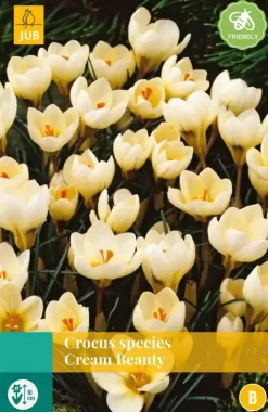 Crocus Cream Beauty 15 krokusbollen
