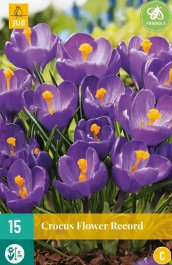 Crocus Flower Record 10 krokusbollen