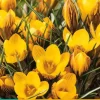 Crocus Fuscotinctus 15 krokusbollen