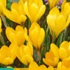 Crocus Golden Yellow 10 krokusbollen