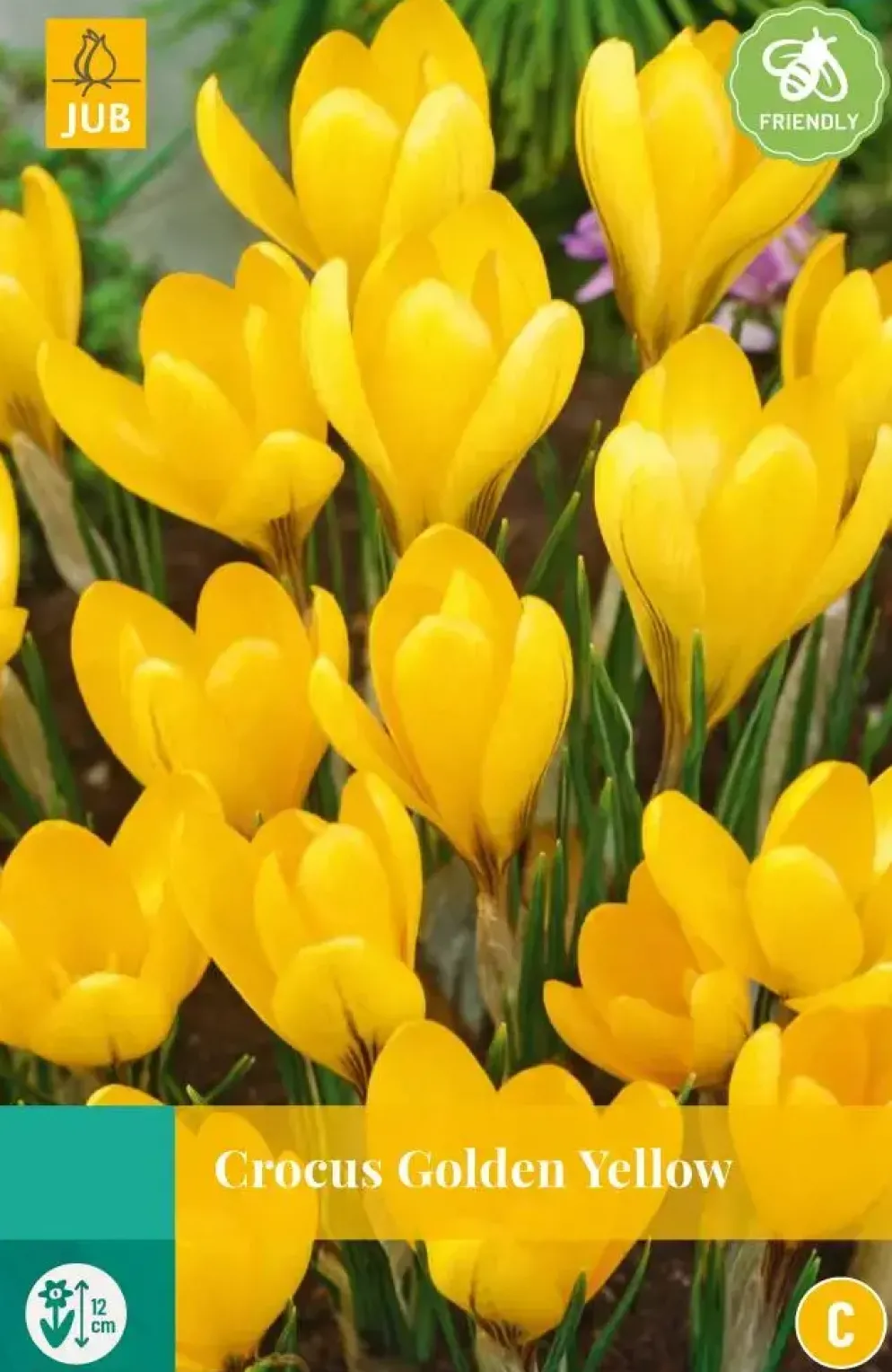 Crocus Golden Yellow 10 krokusbollen
