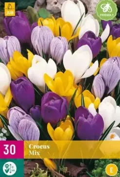 Crocus Grootbloemig mix 30 krokusbollen
