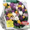 Crocus grootbloemig mix 30 stuks