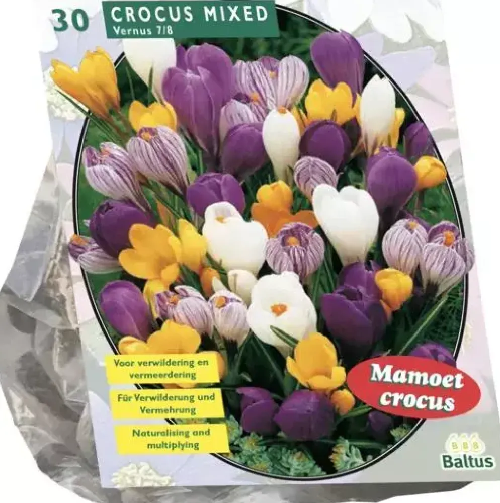 Crocus grootbloemig mix 30 stuks