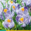 Crocus Pickwick 10 krokusbollen