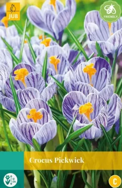 Crocus Pickwick 10 krokusbollen