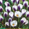 Crocus Prins Claus 15 krokusbollen