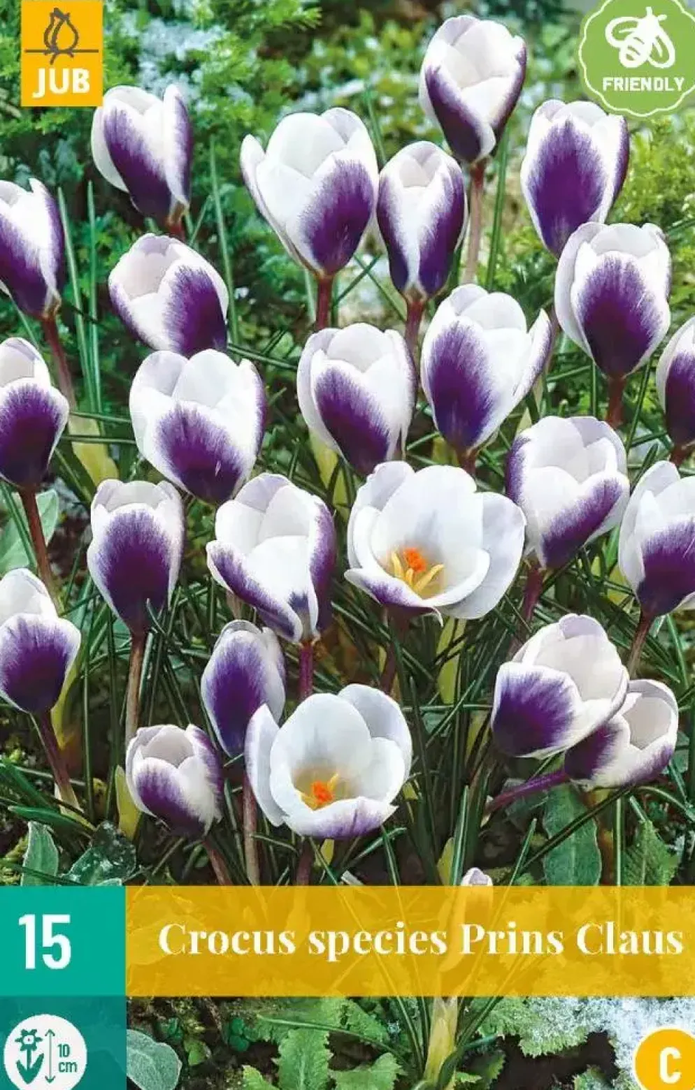 Crocus Prins Claus 15 krokusbollen