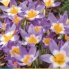 Crocus sieberi Tricolor 15 krokusbollen