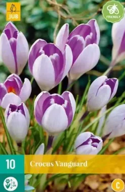 Crocus Vanguard 10 stuks