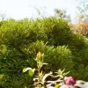 Cryptomeria japonica 'Globosa Nana' (Japanse ceder 'Globosa Nana')