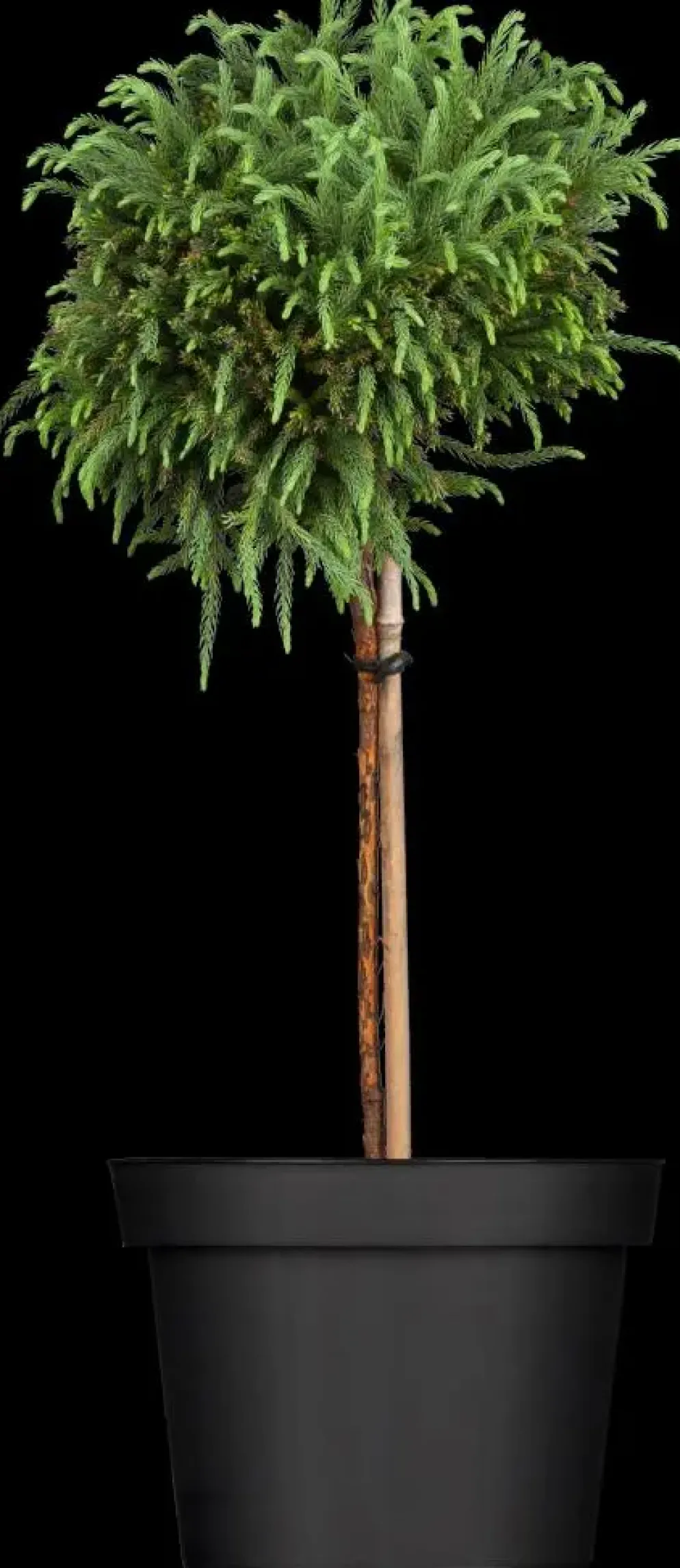 Cryptomeria japonica 'Globosa Nana' (Japanse ceder 'Globosa Nana')
