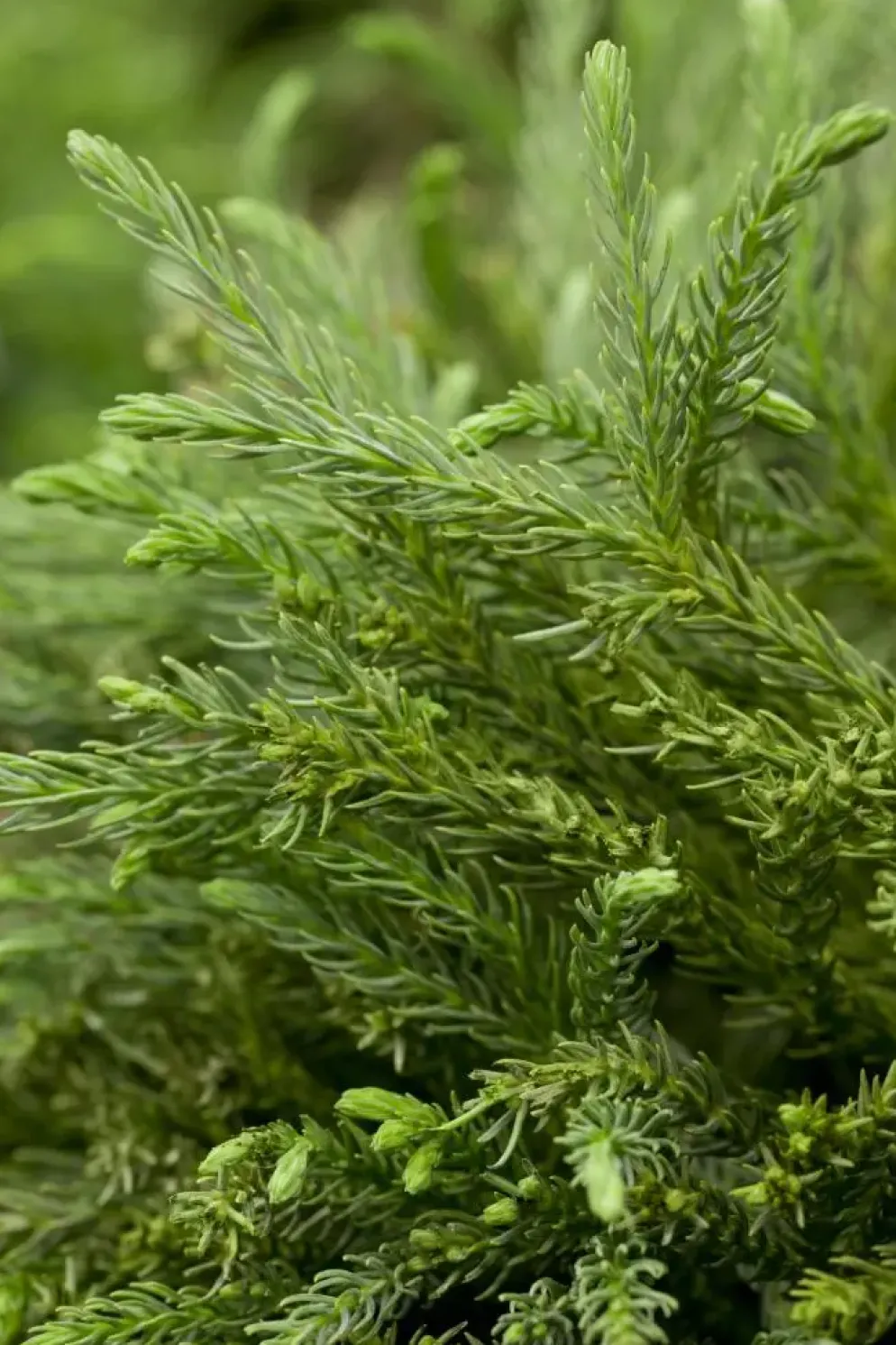 Cryptomeria japonica 'Globosa Nana' (Japanse ceder 'Globosa Nana')