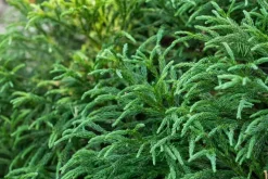 Cryptomeria japonica 'Globosa Nana' (Japanse ceder 'Globosa Nana')