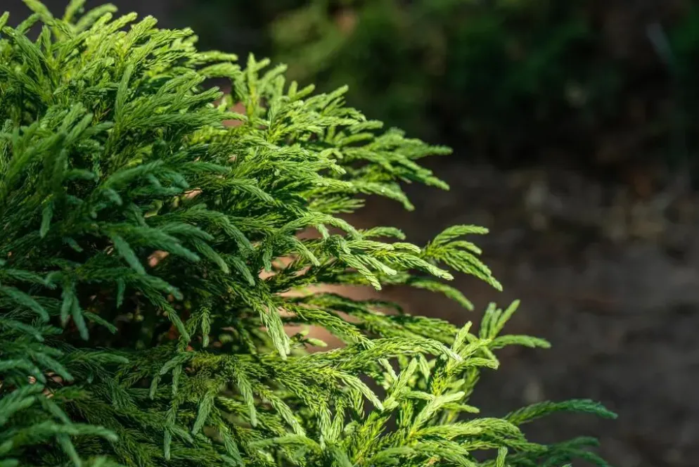 Cryptomeria japonica 'Globosa Nana' (Japanse ceder 'Globosa Nana')