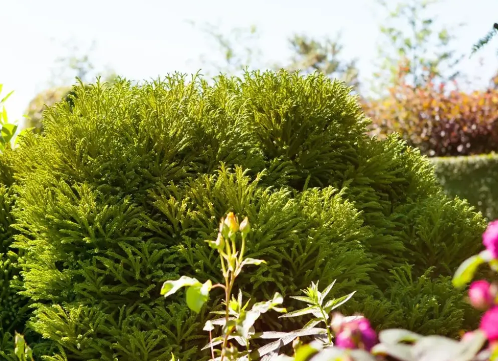 Cryptomeria japonica 'Globosa Nana' (Japanse ceder 'Globosa Nana')