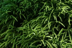Cryptomeria japonica 'Globosa Nana' (Japanse ceder 'Globosa Nana')
