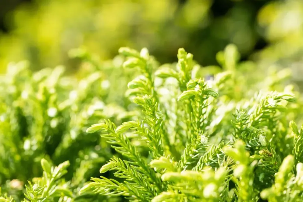 Cryptomeria japonica 'Globosa Nana' (Japanse ceder 'Globosa Nana')