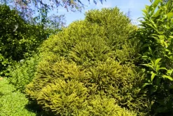 Cryptomeria japonica 'Globosa Nana' (Japanse ceder 'Globosa Nana')