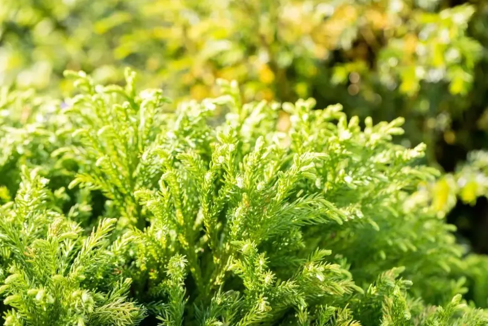 Cryptomeria japonica 'Globosa Nana' (Japanse ceder 'Globosa Nana')