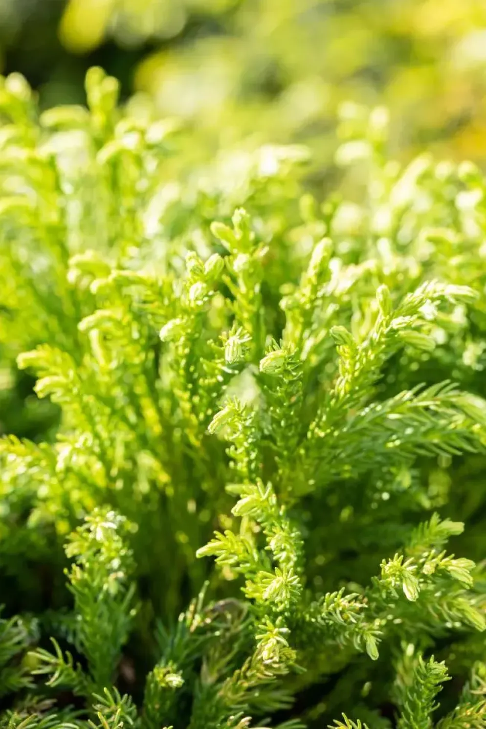 Cryptomeria japonica 'Globosa Nana' (Japanse ceder 'Globosa Nana')