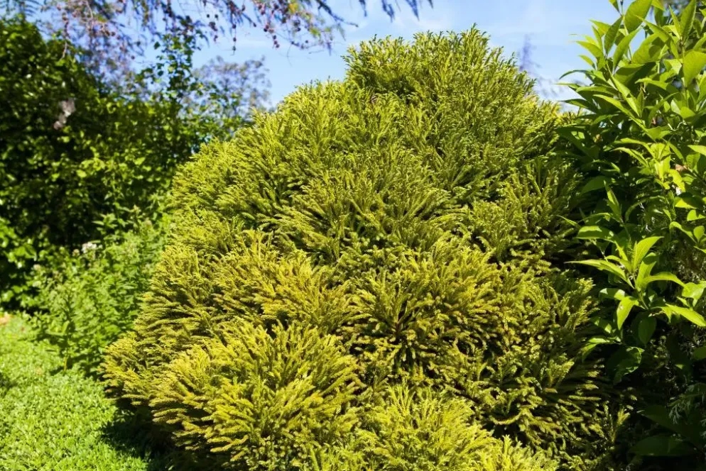 Cryptomeria japonica 'Globosa Nana' (Japanse ceder 'Globosa Nana')