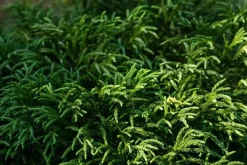Cryptomeria japonica 'Globosa Nana' (Japanse ceder 'Globosa Nana')