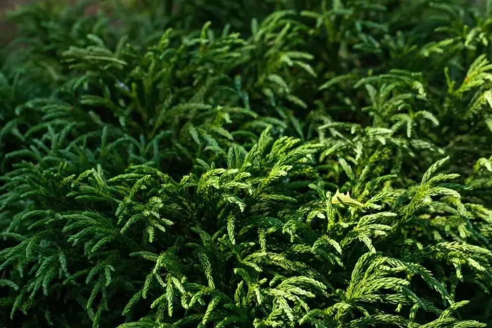 Cryptomeria japonica 'Globosa Nana' (Japanse ceder 'Globosa Nana')