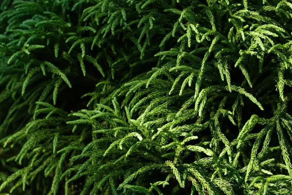 Cryptomeria japonica 'Globosa Nana' (Japanse ceder 'Globosa Nana')
