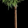 Cryptomeria japonica 'Globosa Nana', Stamm (Japanse ceder 'Globosa Nana')