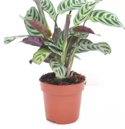 Ctenanthe burle marxii (Visgraatgebedplant) 30cm