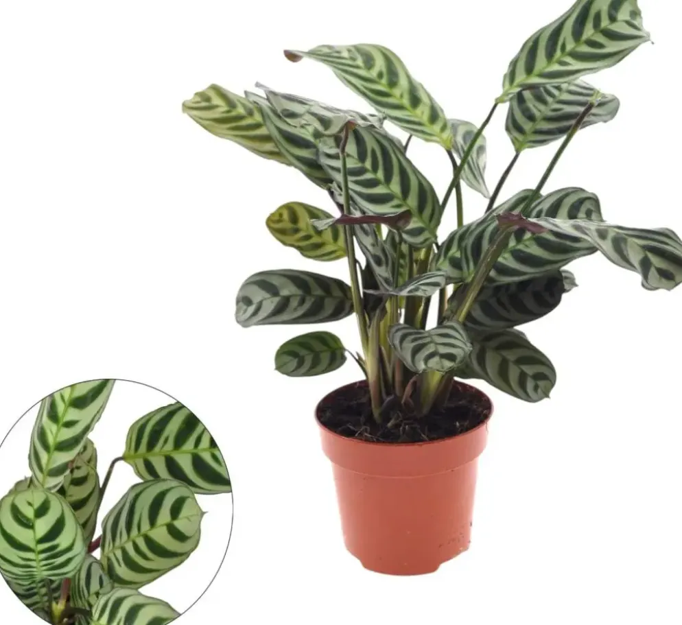 Ctenanthe burle marxii (Visgraatgebedplant) 30cm