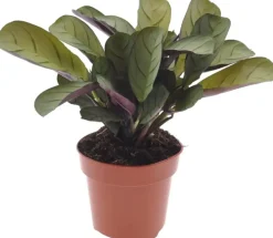 Ctenanthe burle marxii (Visgraatgebedplant) 20cm