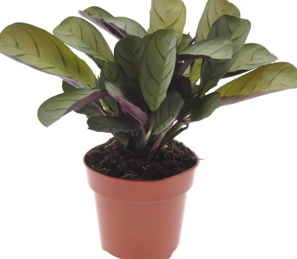 Ctenanthe burle marxii (Visgraatgebedplant) 20cm