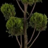 Cupressocyparis leylandii 'Castlewellan Gold' (Cupressocyparis 'Castlewellan Gold')