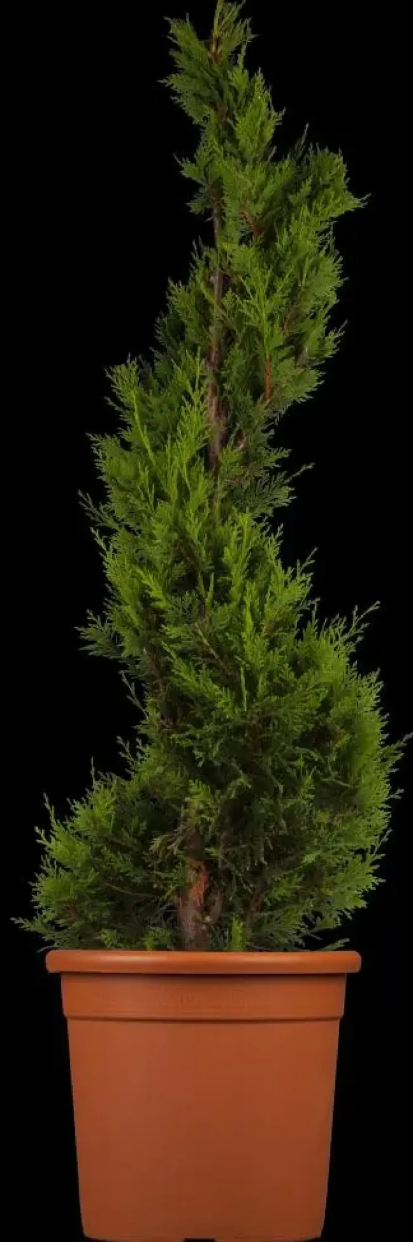 Cupressocyparis leylandii 'Castlewellan Gold' (Cupressocyparis 'Castlewellan Gold')