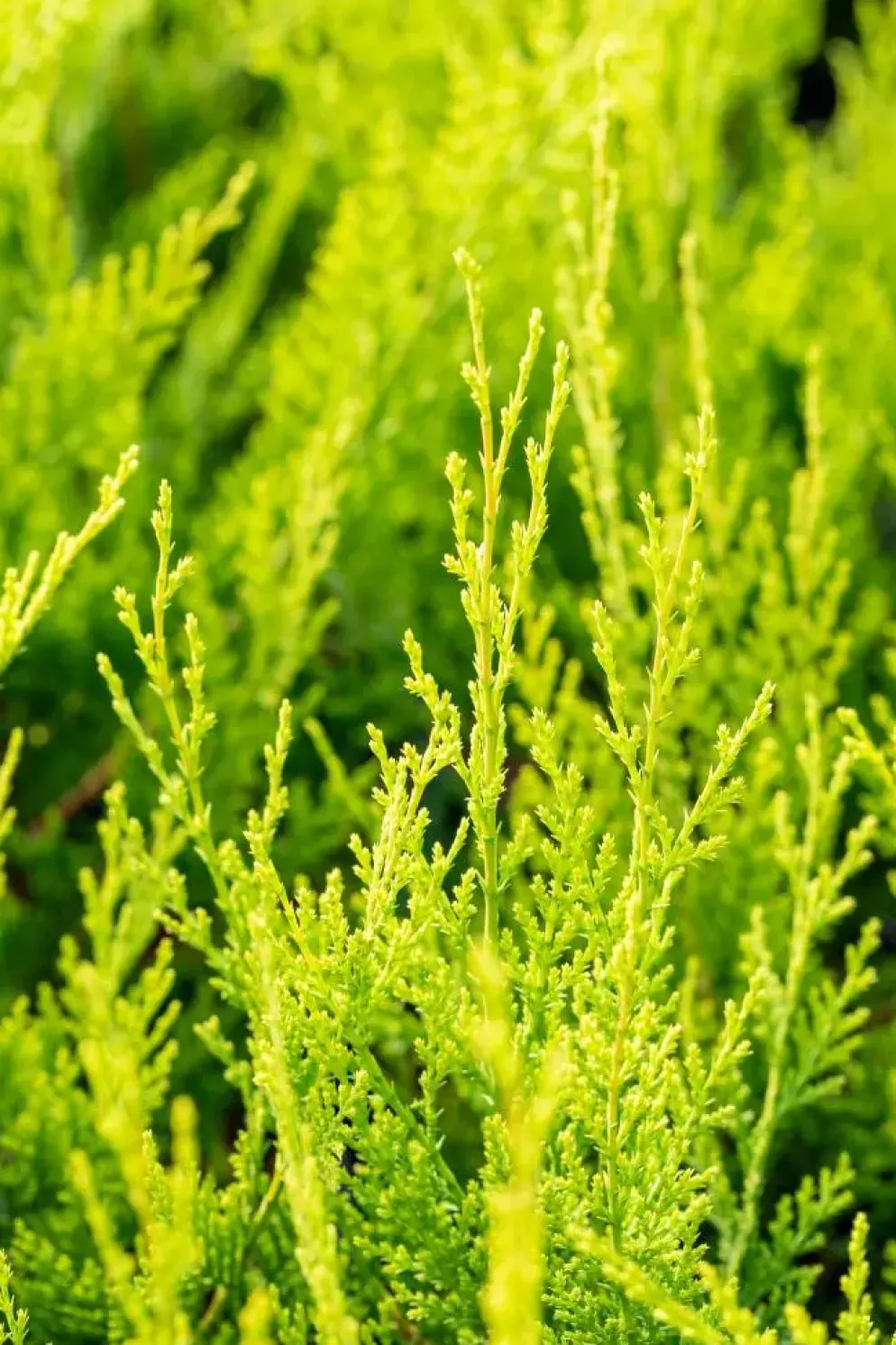 Cupressocyparis leylandii 'Castlewellan Gold' (Cupressocyparis 'Castlewellan Gold')