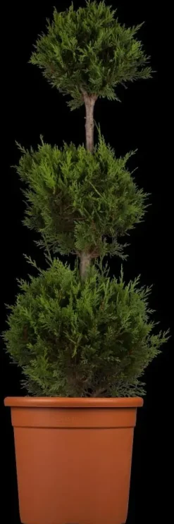Cupressocyparis leylandii 'Castlewellan Gold' (Cupressocyparis 'Castlewellan Gold')