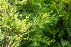 Cupressocyparis leylandii 'Castlewellan Gold' (Cupressocyparis 'Castlewellan Gold')