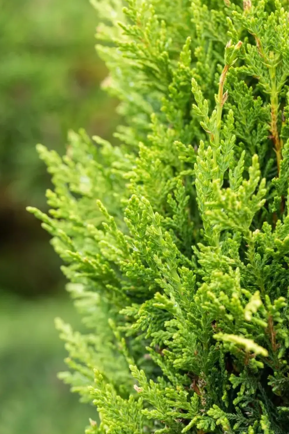 Cupressocyparis leylandii 'Castlewellan Gold' (Cupressocyparis 'Castlewellan Gold')