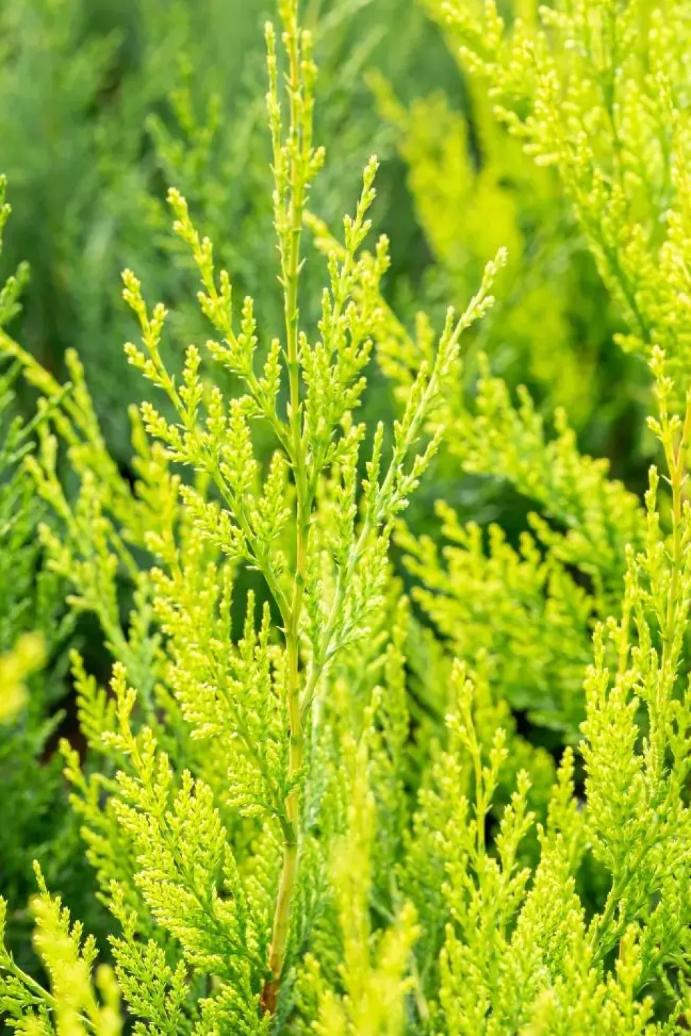Cupressocyparis leylandii 'Castlewellan Gold' (Cupressocyparis 'Castlewellan Gold')