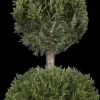 Cupressocyparis leylandii 'Castlewellan Gold', Stamm (Cupressocyparis)