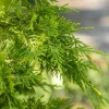 Cupressocyparis leylandii 'Gold Rider' (Cupressocyparis 'Gold Rider')