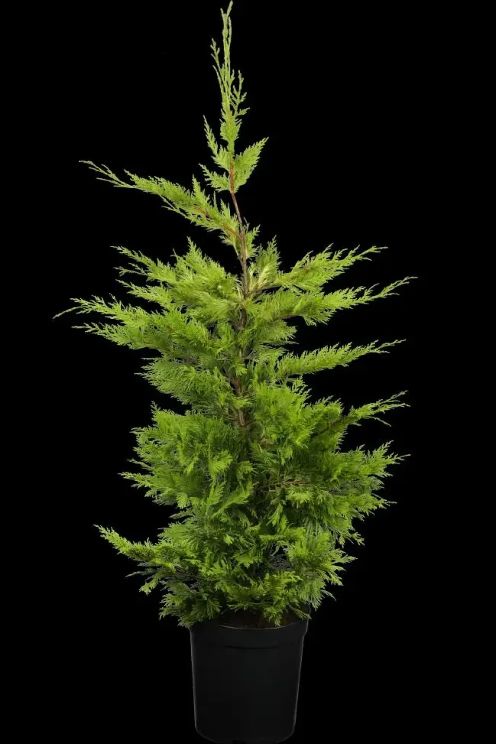 Cupressocyparis leylandii 'Gold Rider' (Cupressocyparis 'Gold Rider')