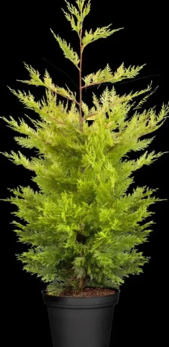 Cupressocyparis leylandii 'Gold Rider' (Cupressocyparis 'Gold Rider')