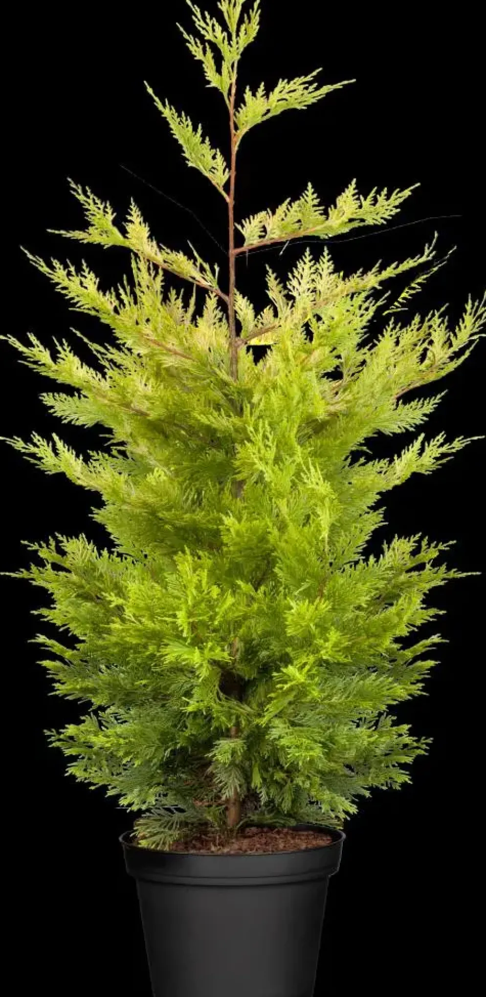 Cupressocyparis leylandii 'Gold Rider' (Cupressocyparis 'Gold Rider')